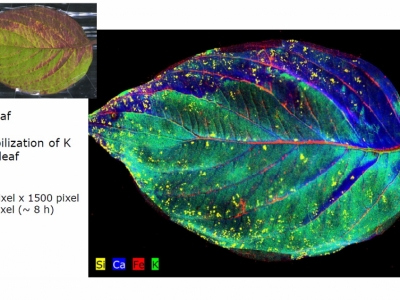 Poza Bioimagistica - Tesuturi vegetale 1